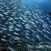 fusilier_bluestreak_cr_gll_h_0144_kom0312.jpg
